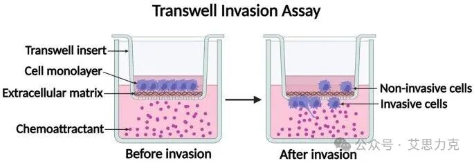 Transwell 實驗“三劍客”：共培養、遷移、侵襲，一文搞懂！